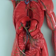 Axis Scientific Human Lymphatic System Model for Adults