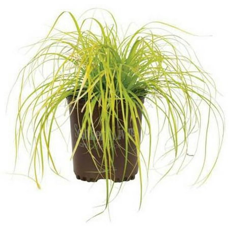 Everillo Carex, Ornamental Sedge Grass, Live