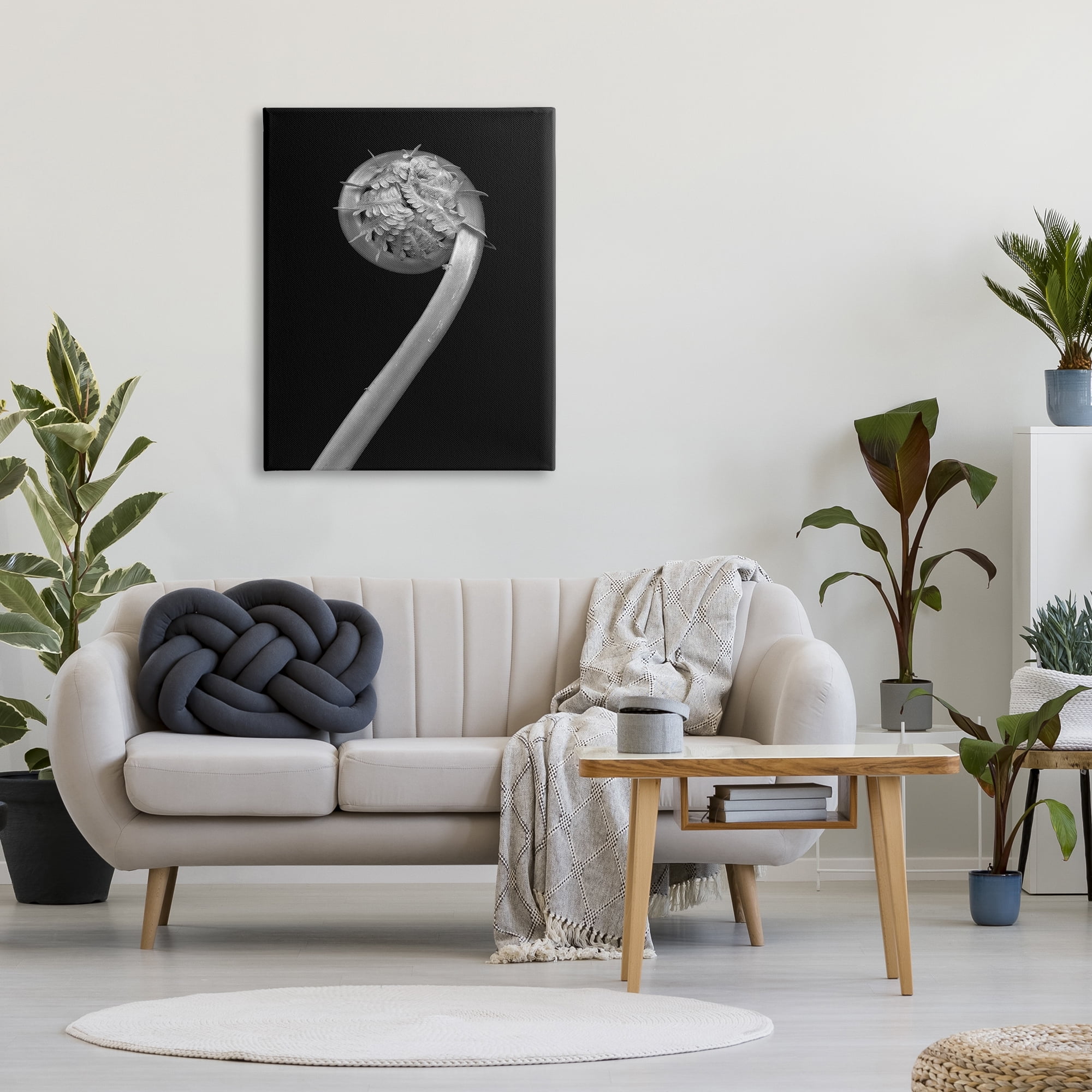 Stupell Industries Fiddlehead Fern on Black Botanical & Floral Photography Gallery Wrapped Canvas Print Wall Art, 30 x 40