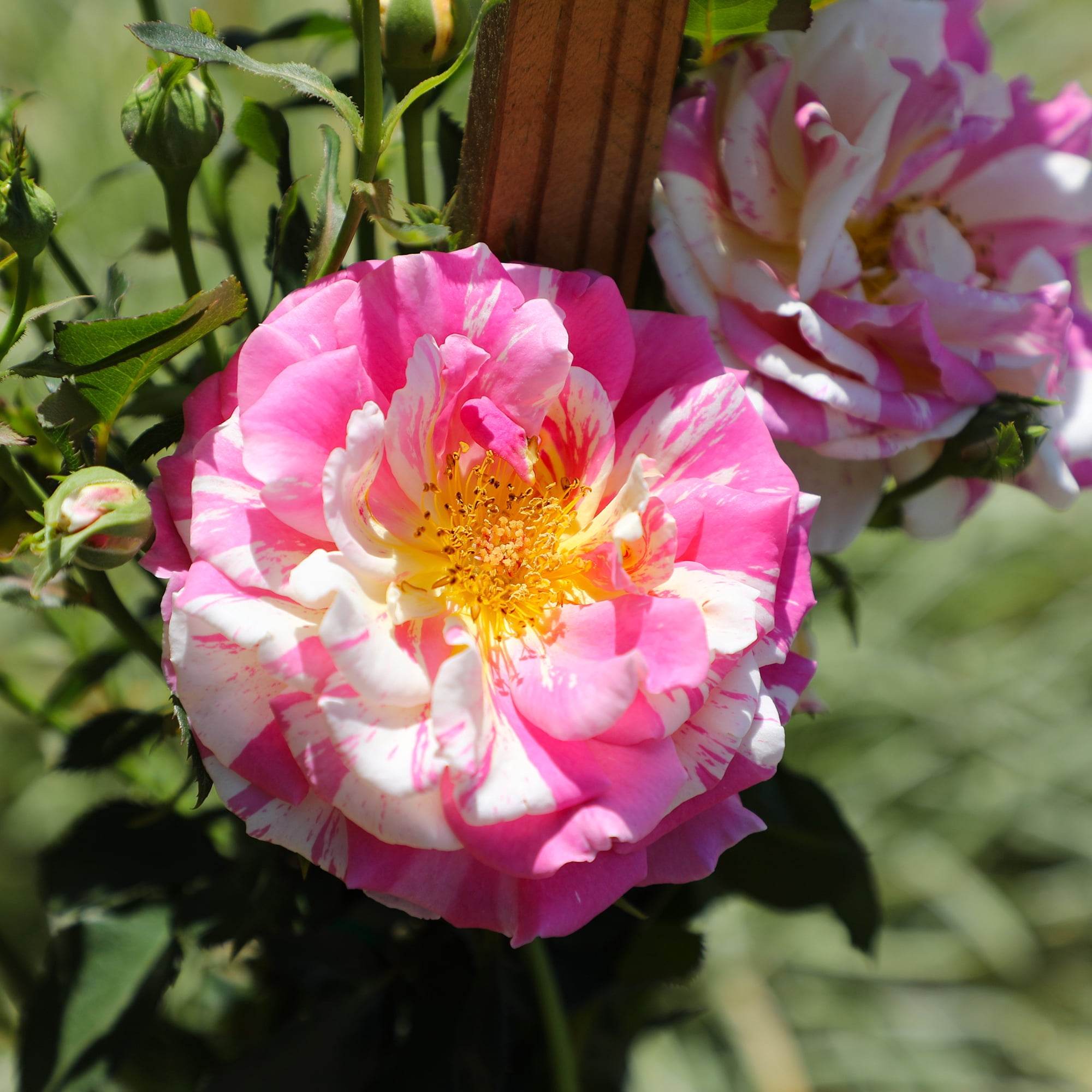 True Bloom 'True Delight' PP28929 Pink & Yellow Rose Bush, 8Qt. Pot, Live Garden Roses, Full Sun