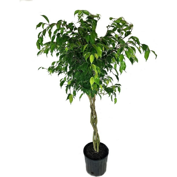 Ficus Benjamina Weeping Fig Braided Tree Live Plant in a 10 Inch Pot