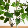 thumbnail image 4 of Nearly Natural 5ft. Artificial Birch Tree with Real Touch Leaves, 4 of 7