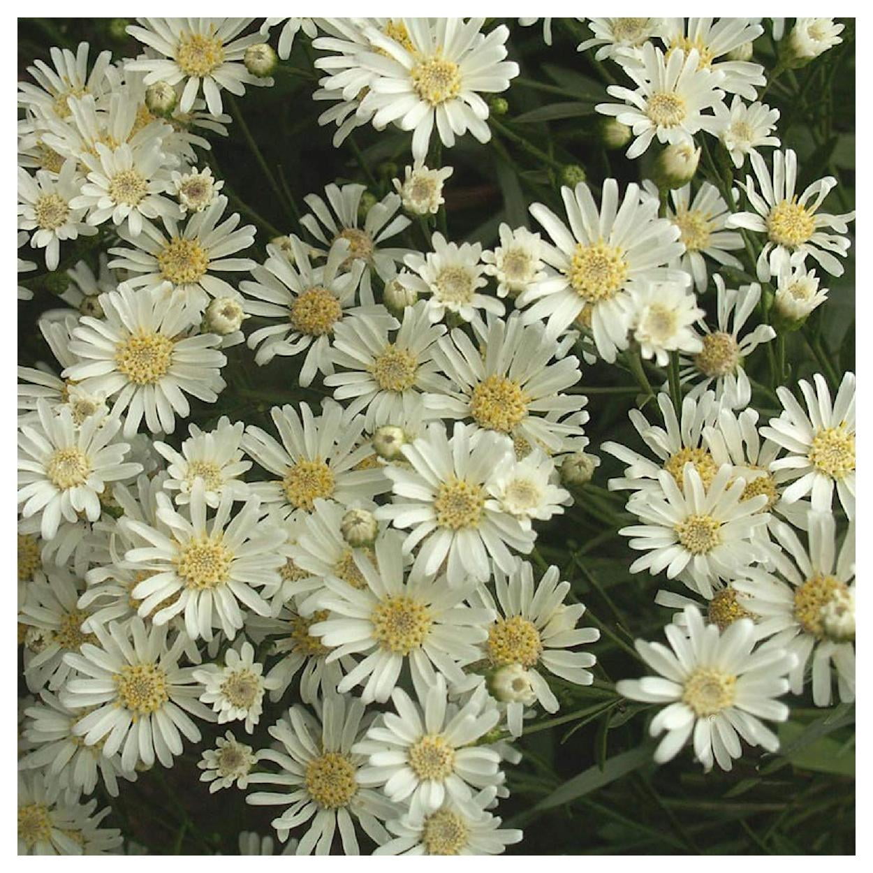Everwilde Farms - 1/4 lb White Upland Aster Native Wildflower Seeds - Gold Vault Bulk Seed Packet