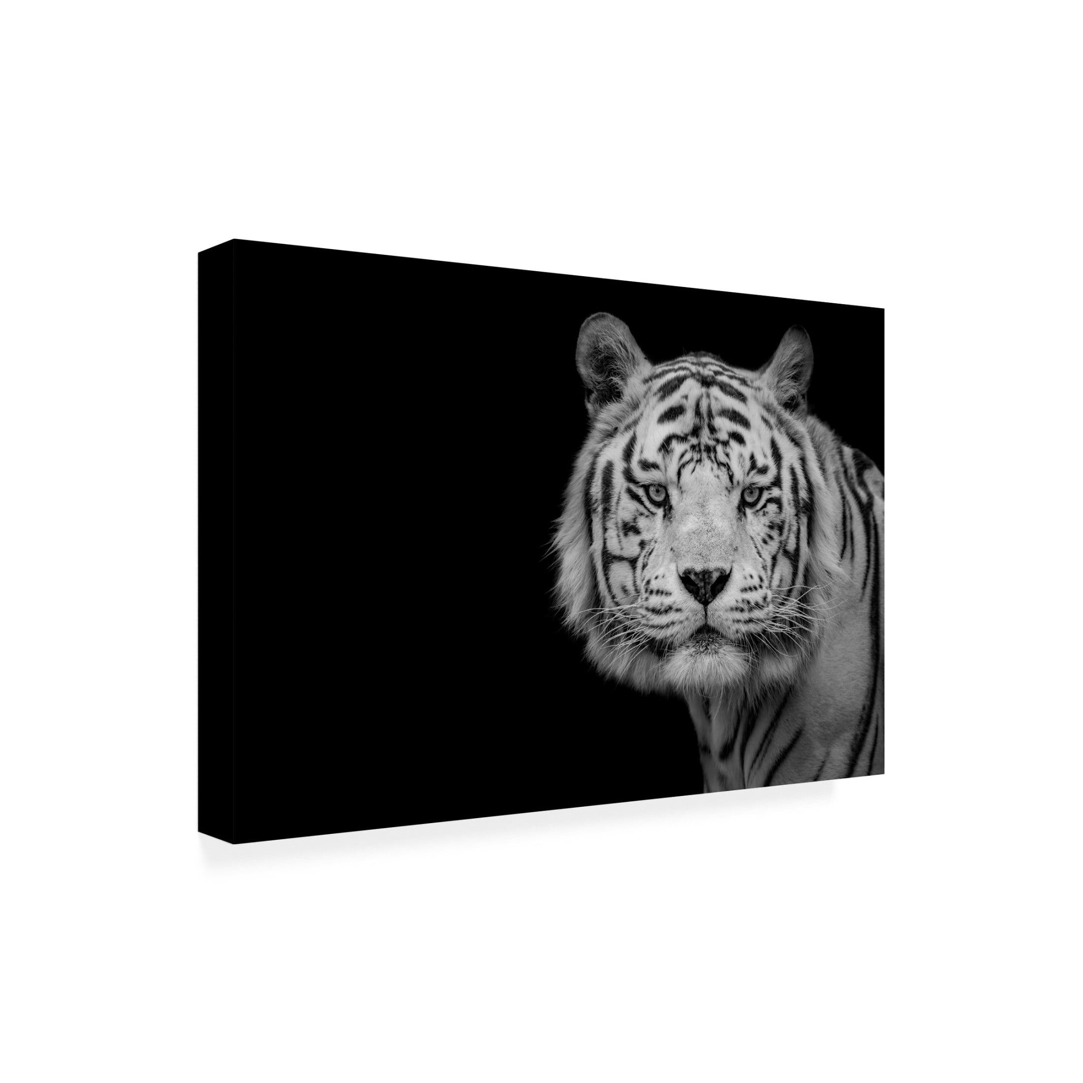 Trademark Fine Art Nauzet Baez Photography Bengal White Tiger Canvas Wall Art