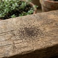 thumbnail image 2 of 12000 Creeping Thyme Mix Seeds, Outdoor Ground Cover, Mixed Variety Thyme for Garden, 2 of 5