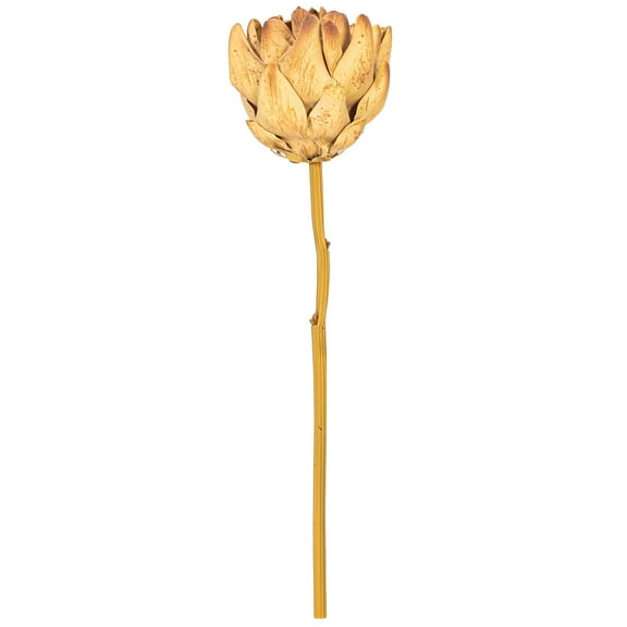 21.5" Light Brown Protea Stem 2/Bag