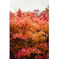 thumbnail image 2 of Grace Smokebush - 4" Pot - Cotinus - Orange/Red Color!, 2 of 4