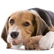 thumbnail image 3 of Masticar para Función Voz A Mordeduras para Cachorro Perro (león), 3 of 8