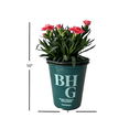 thumbnail image 2 of Better Homes and Gardens Outdoor Live Plant Dianthus Carnation Oscar Pink 1QT, Full Sun, 2 of 5