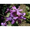 thumbnail image 2 of 25 Lunaria, Money, Honesty Seeds, 2 of 5