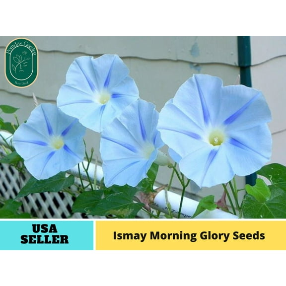 30 Seeds| Ismay Morning Glory Seeds - Authentic Seeds ~ GMO Free ~ Flower seeds~ Vegetable seeds~ Asian Garden~ Herbs B5G1#F010
