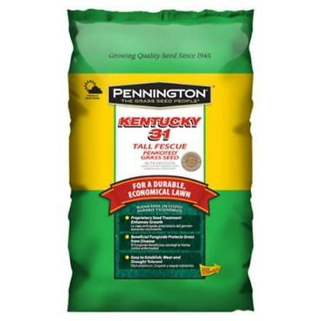 3 LB Kentuckey 31 Tall Fescue Seed An Economical Low Maintenance Ta Only