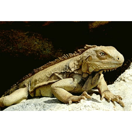 Lizard Point - Canvas Print Caribbean Reptile Scale Head Lizard Claw Iguana Stretched Canvas 10 x 14