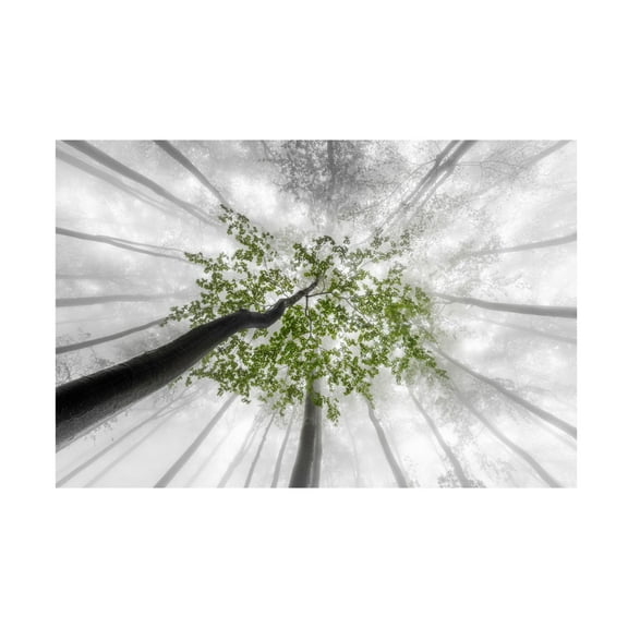 Trademark Fine Art Tom Pavlasek Green Leaves Canvas Wall Art