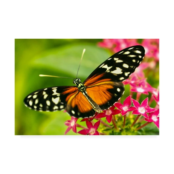Trademark Fine Art 'Cream Orange Butterfly' Canvas Art by Mitch Catanzaro