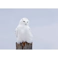 thumbnail image 2 of Cumming, Jim 24x18 White Modern Wood Framed Museum Art Print Titled - Snowy Owl - The Ghost, 2 of 4