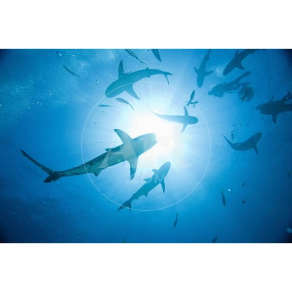 Scuba Diver and Caribbean Reef Sharks at Stuart Coves Dive Site, Animals Figurative Scenic Unframed Photographic Print Wall Art by Paul Souders Sold by Art.Com