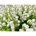 thumbnail image 3 of Zukuco Artificial Lily of The Valley Flowers Arrangement Bundle for Wedding Bouquet Home Decor Garden Decoration White Wedding Artificial Flowers (White, 12), 3 of 8