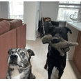 thumbnail image 3 of Steel Dog  USA Ruffian T-Rex Dog Toy – Large Plush, Tennis Ball Body, Crinkle, Durable with Steel Shield, 3 of 4