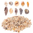 thumbnail image 4 of ColoMX 1 caja de decoraciones de caracolas, decoraciones artesanales Diy, Accesorios para tanque de peces, conchas marinas naturales de playa, 4 of 8