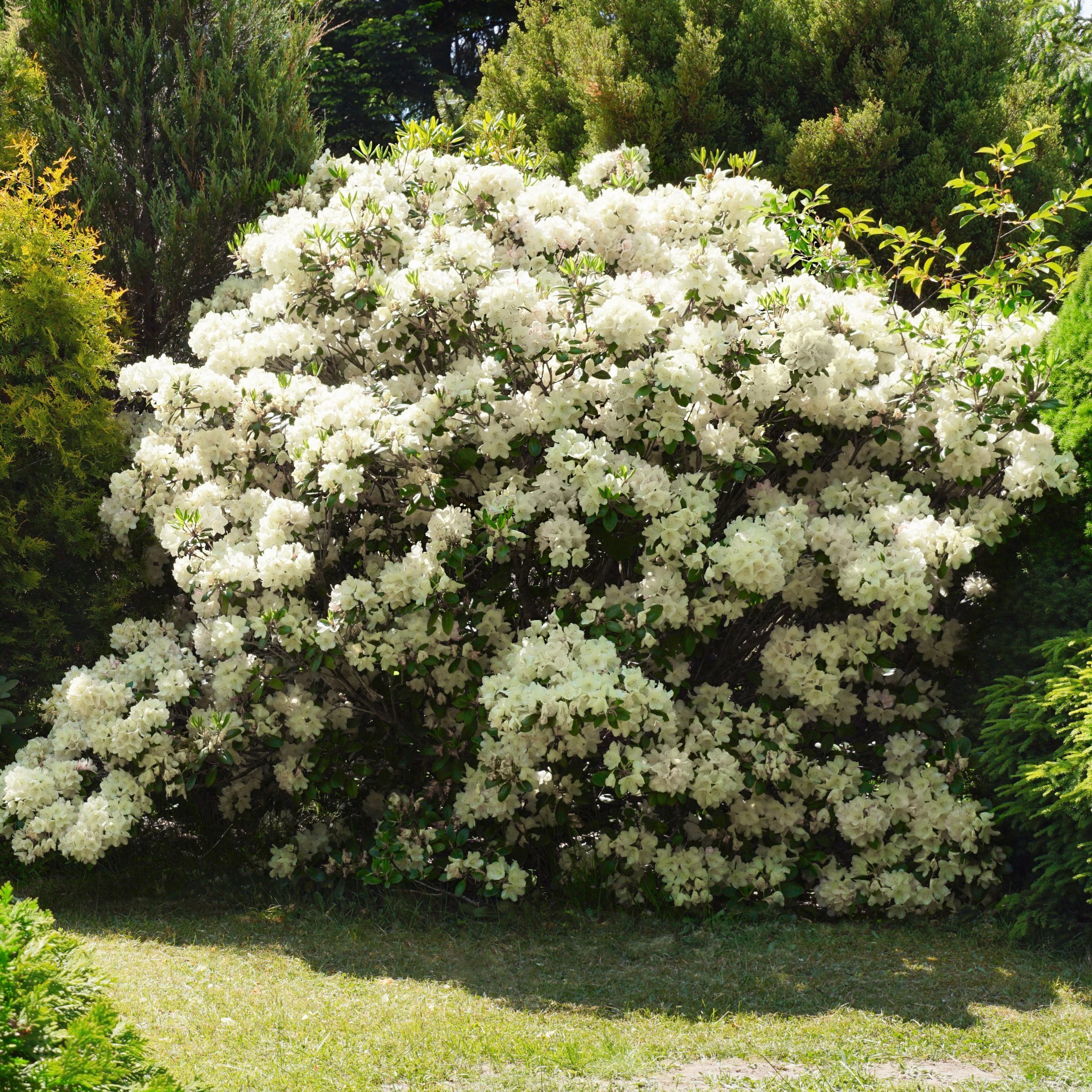 National Plant Network 4 in. Azalea FlorAmore White (3-Pack)