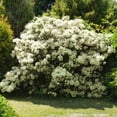 thumbnail image 4 of National Plant Network 4 in. Azalea FlorAmore White (3-Pack), 4 of 10