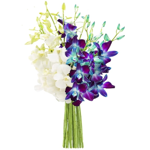 KaBloom : 5 Blue and 5 White Orchids Without Vase, Next-Day Delivery, Gift for Every Occasion.