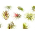 thumbnail image 3 of Large Air Plants Tillandsia Ionantha Guatemala - Live Succulent House Plants - Available in Wholesale and Bulk - Home and Garden Decor - Easy Care Indoor and Outdoor Plants (Pack of 12), 3 of 12
