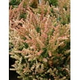thumbnail image 2 of Spring Torch Scotch Heather - Calluna vulgaris - Hardy - 4" Pot, 2 of 2