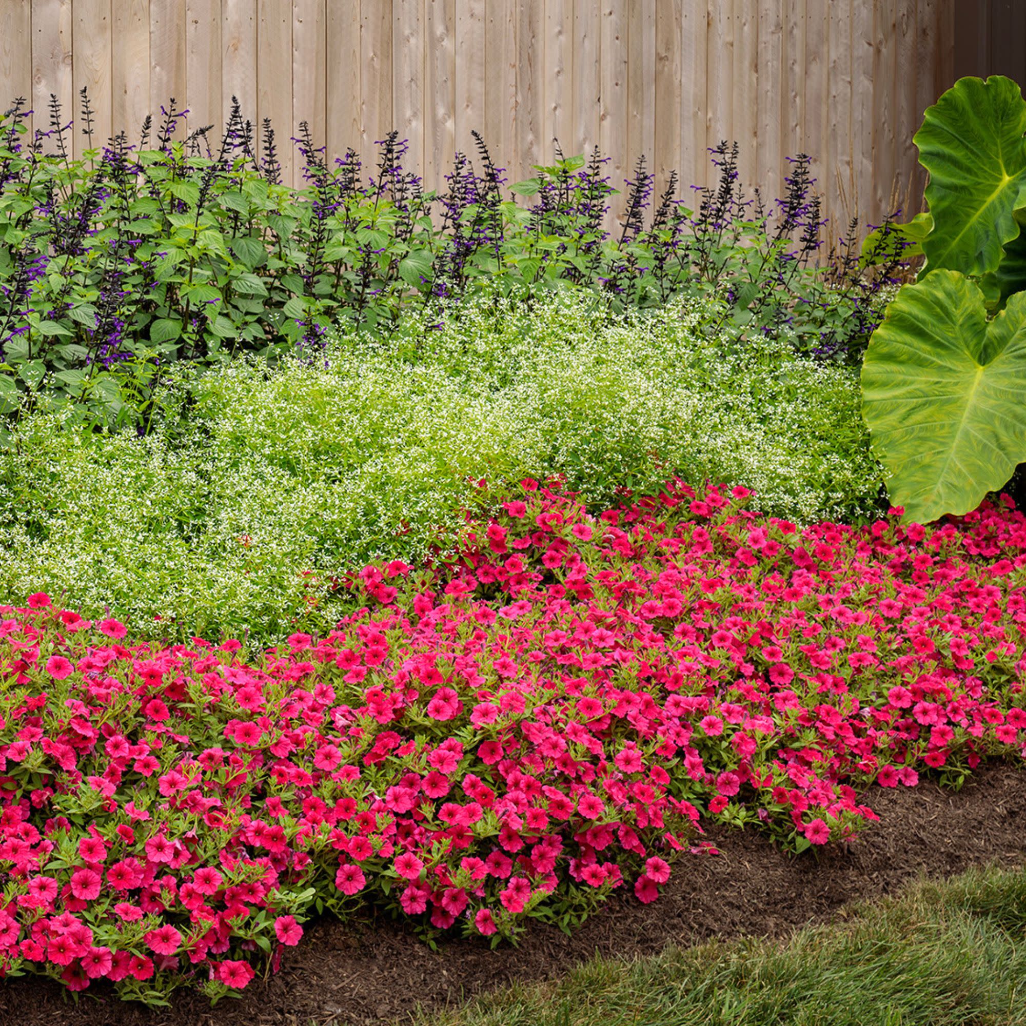 Proven Winners 8" Rockin' Deep Purple Salvia Live Plant in 6.5" Pot
