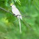 thumbnail image 2 of Loro muñeco de plumas, Verde , Decoración de jardín, Pájaro, Loro de acero dorado, Pájaro, Pájaro de plumas, Clip de espuma para pájaros, Decoración para pájaros, 2 of 6