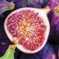 thumbnail image 2 of Expert Gardener Hardy Fig Violetta de Bordeaux (1 Dormant Bare Root) Full Sun, Black, Perennial, 2 of 7
