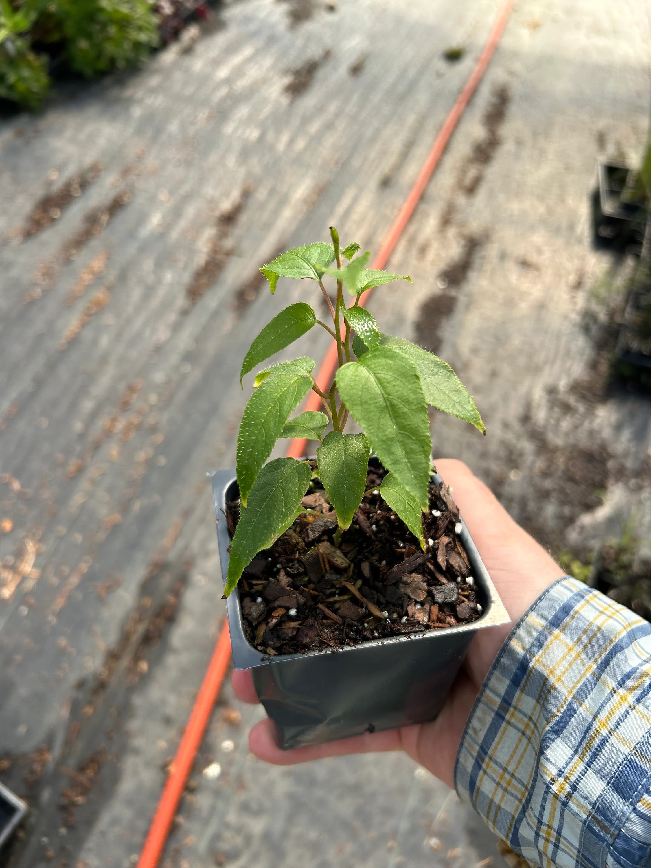 2 Kiwi Plants-Prolific self-pollinating kiwi--all in 4 Inch Cups/ hybrid 2 pots of plants, one plant per pot
