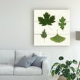 thumbnail image 3 of Trademark Fine Art 'Leaf Chart II Shiplap' Canvas Art by Wild Apple Portfolio, 3 of 4
