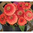 thumbnail image 5 of TomorrowSeeds - Coral Beauty Zinnia Seeds - 600+ Count - For 2025 Planting Non-GMO Long-Lasting, 5 of 6