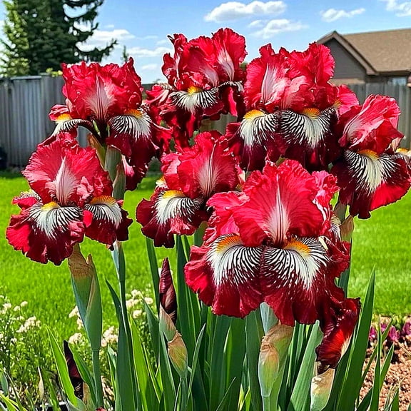 Brilliant Iris For Sale Exquisite Ornamental Blooms Simple to Grow Premium  Stakes