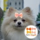 thumbnail image 2 of 30 pinzas para el pelo de cocodrilo con lazo para perros, gatos y cachorros (estilo mixto), 2 of 8