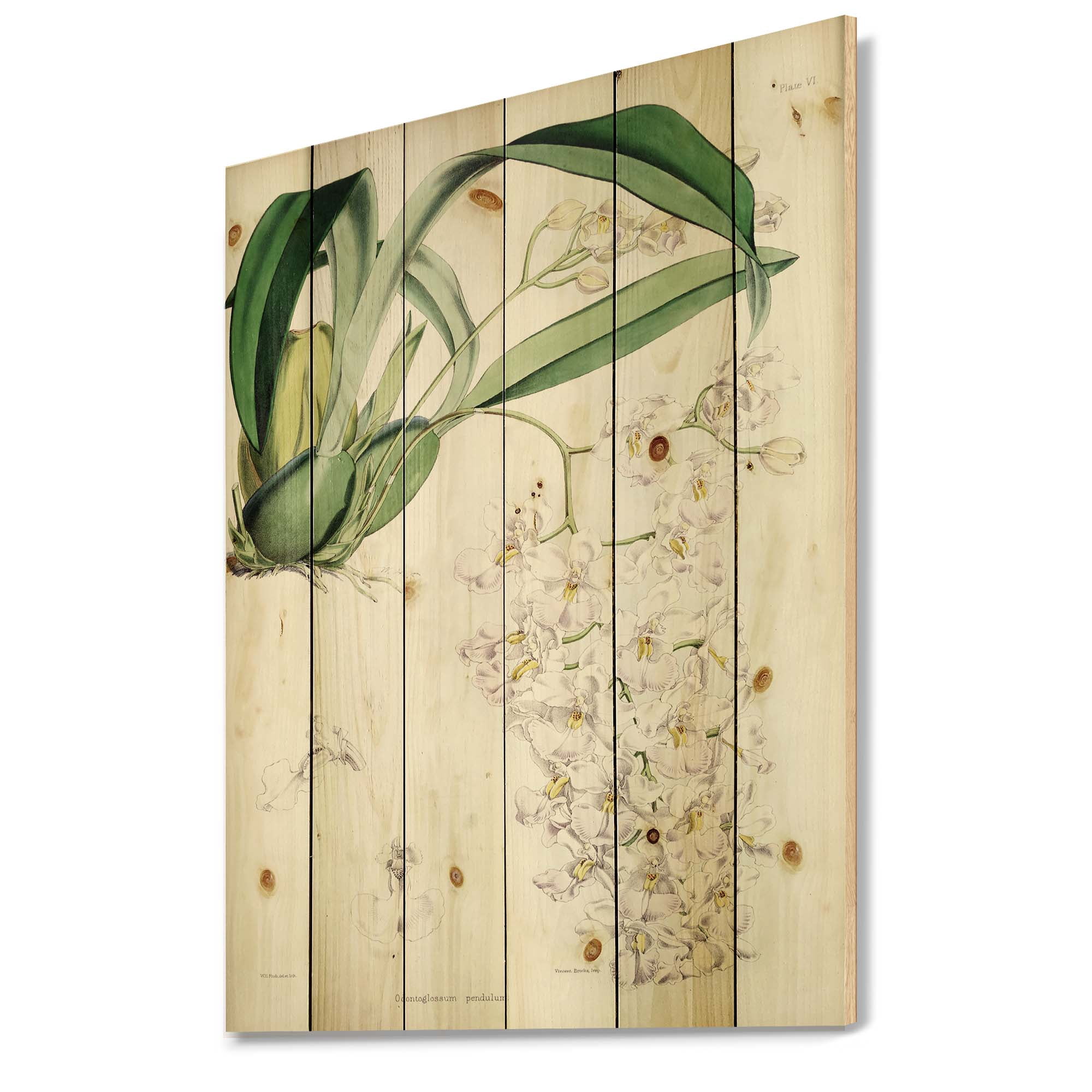 Designart 'Ancient White Orchid II' Traditional Print on Natural Pine Wood