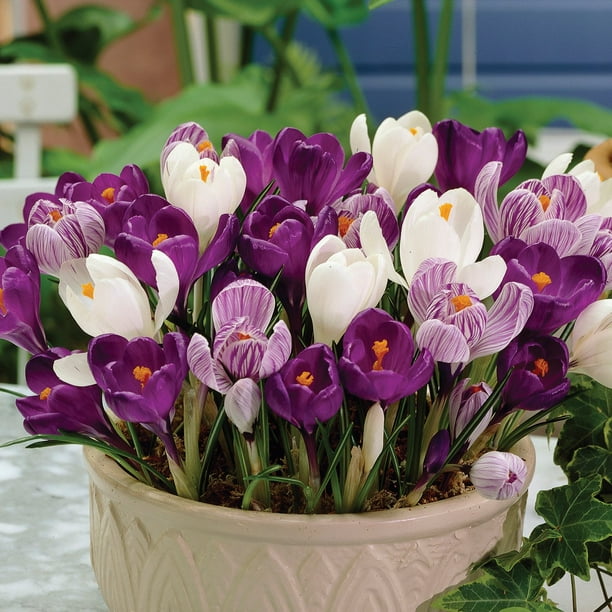 ☆ TULIP さま　専用　☆ 🌷Tulip🌷 編み針キャップ チューリップ | ぶたのしっぽ 毛糸のお店