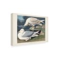 thumbnail image 2 of John James Audubon 'White Winged Silvery Gull' Canvas Art, 2 of 3
