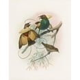 thumbnail image 2 of Daniel Giraud Elliot 12x14 Gold Ornate Wood Frame and Double Matted Museum Art Print Titled - Diphyllodes Attractive (1873), 2 of 4