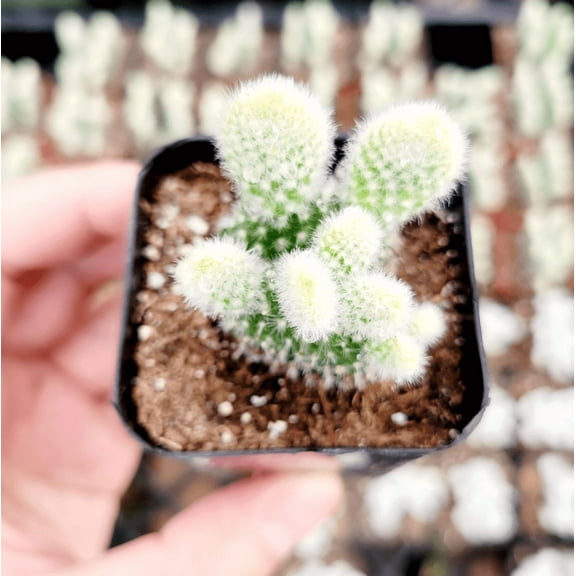 Bunny Ear Cactus Plant Live for Planting - Opuntia Microdasys Plant - Angel's Wings Cactus Plant - Polka Dot Cactus Plant - 2 Inch Pot