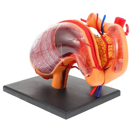 Zehuanyu Organ Anatomy Model Esophagus Middle School Educational