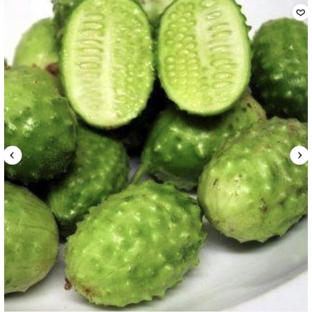 Jamaican Burr Gherkin Cucumber – Live Plant (3.5 Inch Pot) Certified organic