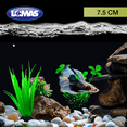thumbnail image 2 of Planta P/Acuario 7.5 Cm - 6 Pz, 2 of 2