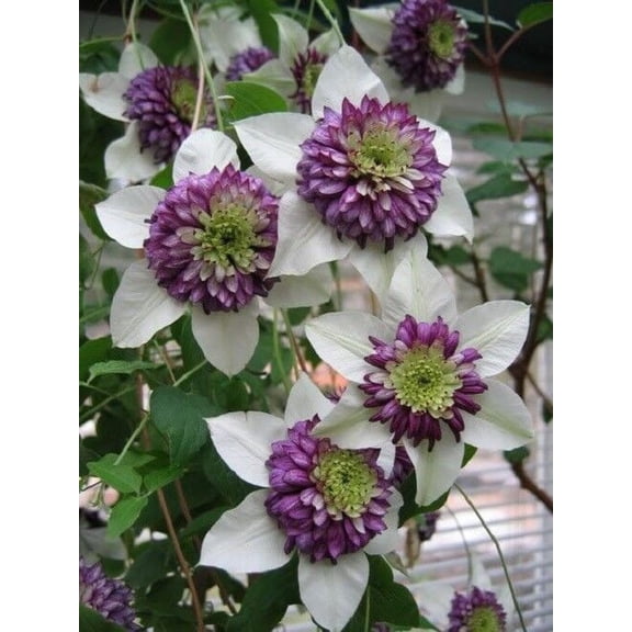 25 White & Purple Clematis Seeds – Large Bloom Climbing Perennial Vine – Trellis Pergola Garden Flower