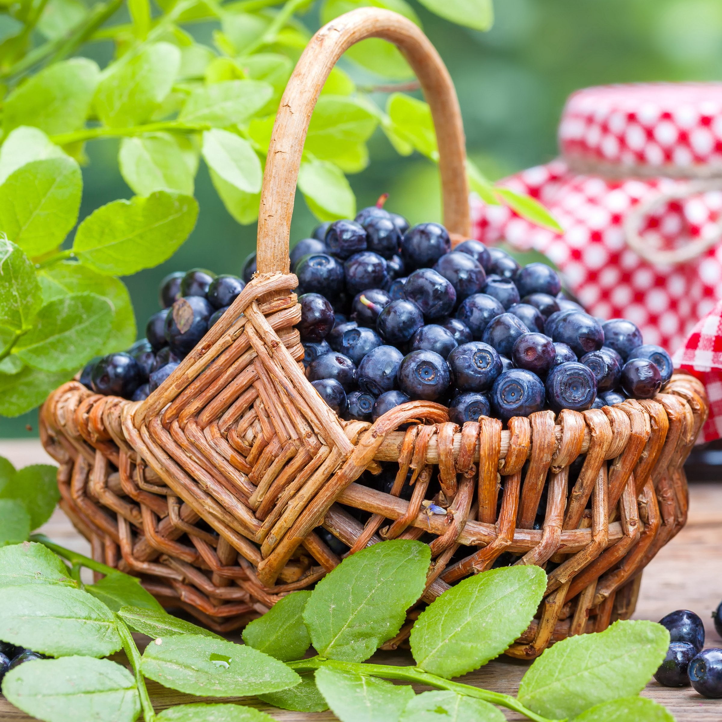 National Plant Network 1 gal. Live Shrub Blueberry Elliott Plant
