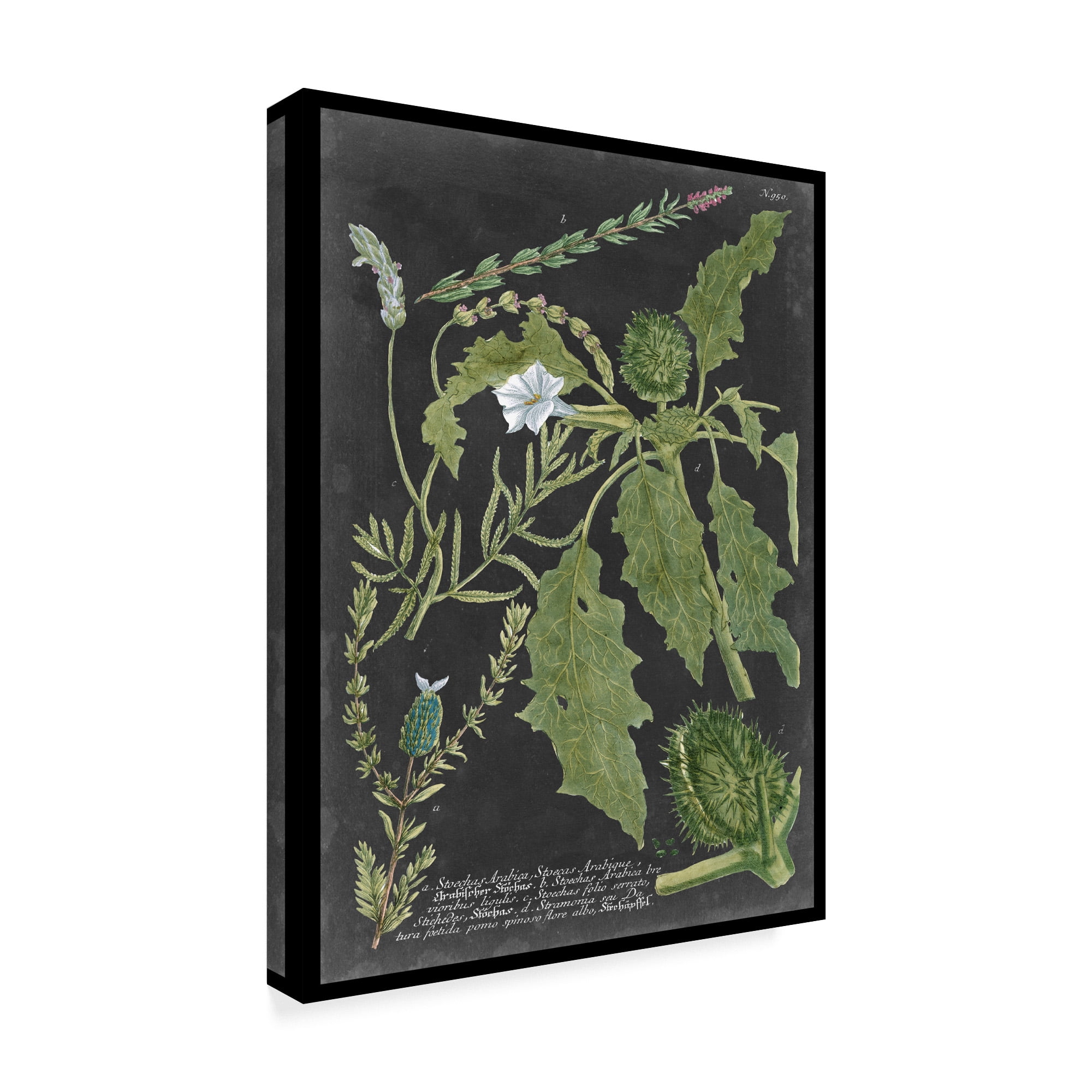 Trademark Fine Art 'Dramatic Weinmann Greenery II' Canvas Art by Vision Studio