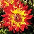 thumbnail image 2 of Procyon Decorative Dahlia Flower Bulbs - 3 Tubers per Pack - Deer Resistant - Good as Cut Flowers - Grows Well In Containers - Easy to Grow Live Plants - Outdoor Garden, 2 of 4