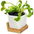 thumbnail image 1 of Kit de Planta Carnívora Venus Atrapamoscas Viva con Maceta - Nature Gift Store, 1 of 5